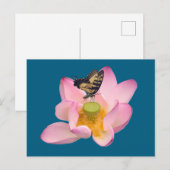 Carte Postale Papilio glaucus (Devant / Derrière)
