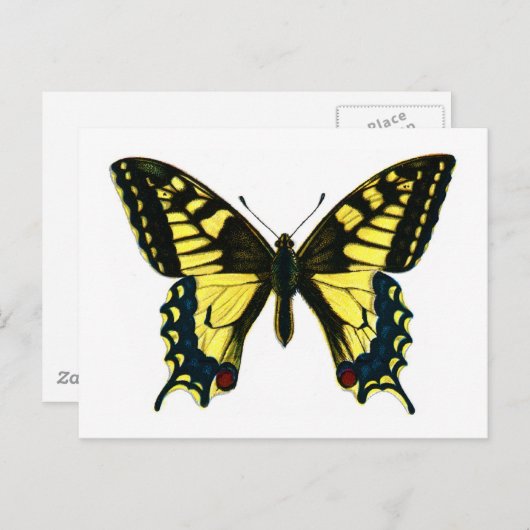 Carte Postale Papilio machaon (Devant / Derrière)