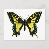 Carte Postale Papilio machaon (Devant)