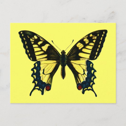 Carte Postale Papilio machaon (Devant)