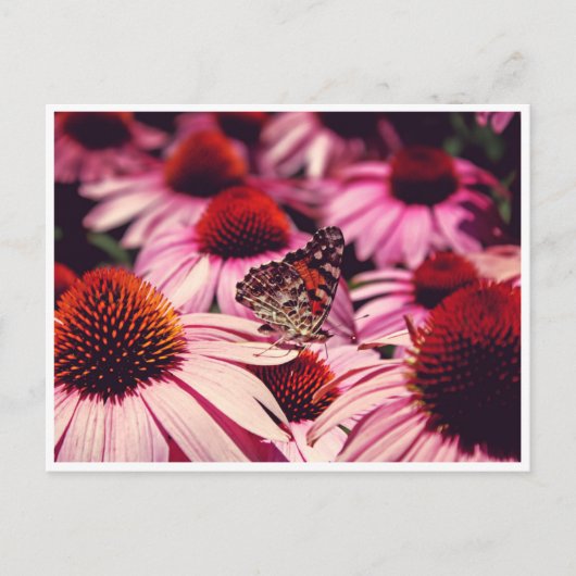 Carte Postale Papillon (Devant)