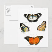 Carte Postale papillon (Devant / Derrière)