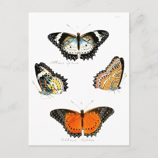 Carte Postale papillon (Devant)