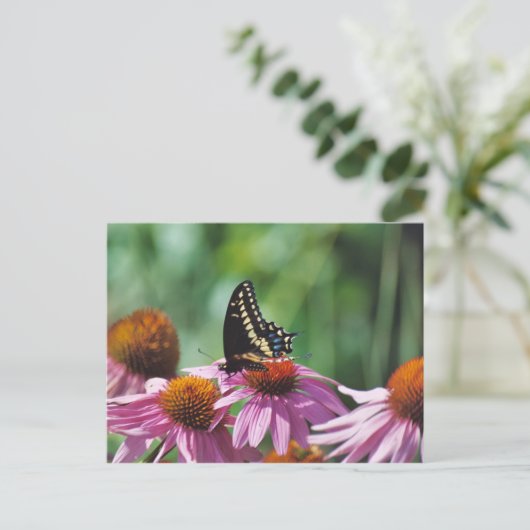 Carte postale papillon (Debout devant)