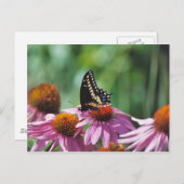 Carte postale papillon (Devant / Derrière)