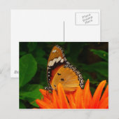 Carte Postale Papillon (Devant / Derrière)