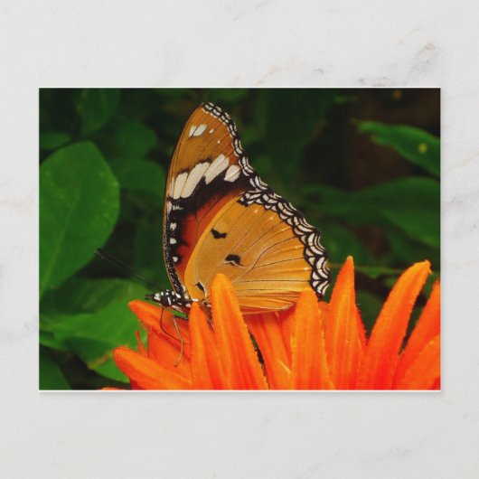Carte Postale Papillon (Devant)