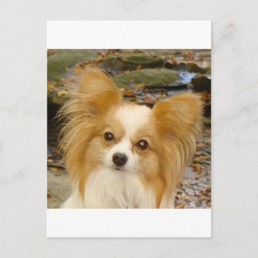 Carte Postale Papillon (Devant)