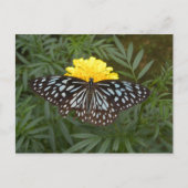 Carte postale papillon (Devant)