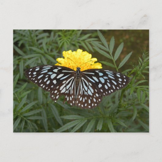 Carte postale papillon (Devant)