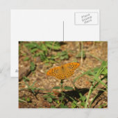 Carte Postale Papillon (Devant / Derrière)