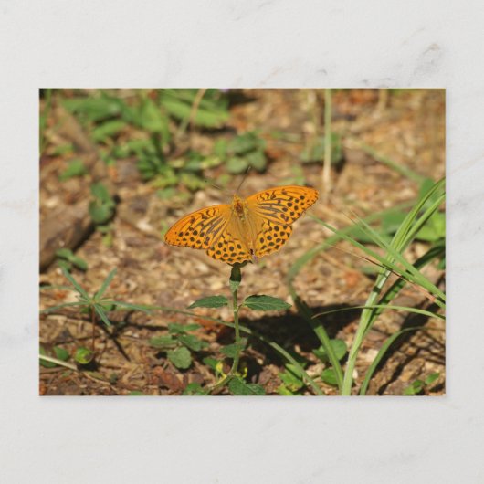 Carte Postale Papillon (Devant)