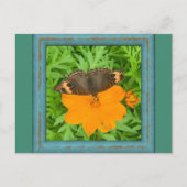 Carte postale papillon (Devant)