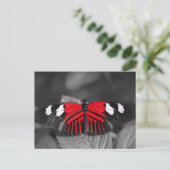 Carte postale papillon (Debout devant)