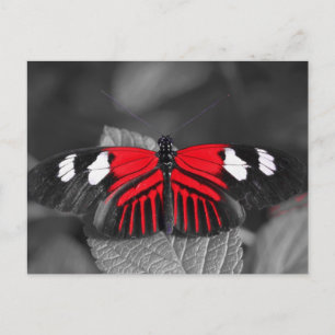 Carte postale papillon