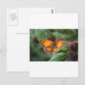 Carte Postale Papillon (Devant / Derrière)
