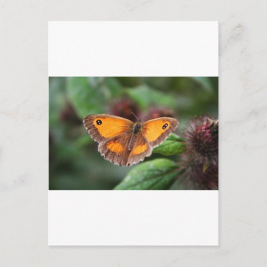 Carte Postale Papillon (Devant)