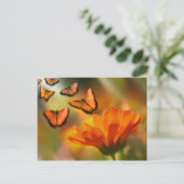 Carte Postale papillon (Debout devant)