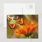 Carte Postale papillon (Devant / Derrière)