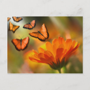 Carte Postale papillon