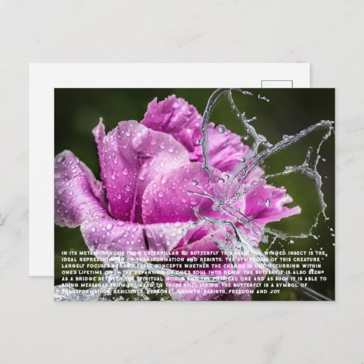 Carte postale papillon (Devant / Derrière)