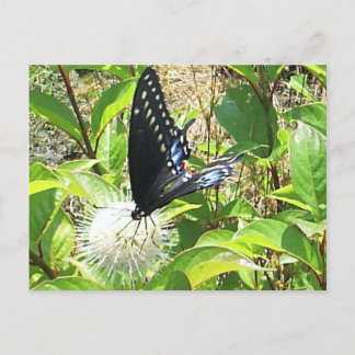 Carte postale papillon