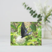 Carte postale papillon (Debout devant)