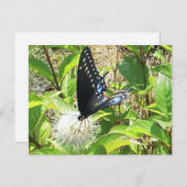 Carte postale papillon (Devant / Derrière)