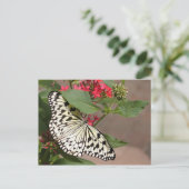 Carte postale papillon (Debout devant)