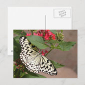 Carte postale papillon (Devant / Derrière)