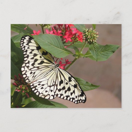 Carte postale papillon (Devant)
