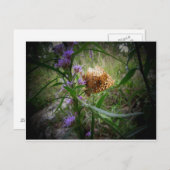 Carte Postale papillon (Devant / Derrière)