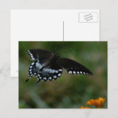 Carte postale papillon (Devant / Derrière)