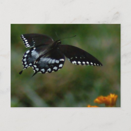 Carte postale papillon (Devant)