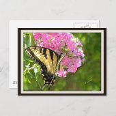 Carte postale papillon (Devant / Derrière)