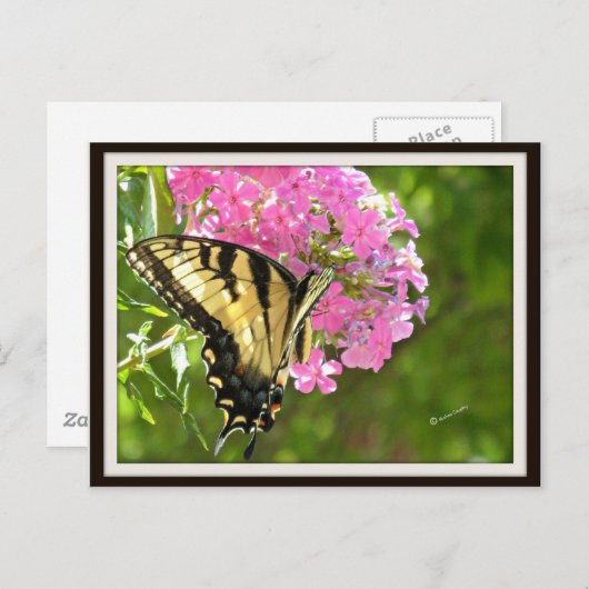 Carte postale papillon (Devant / Derrière)