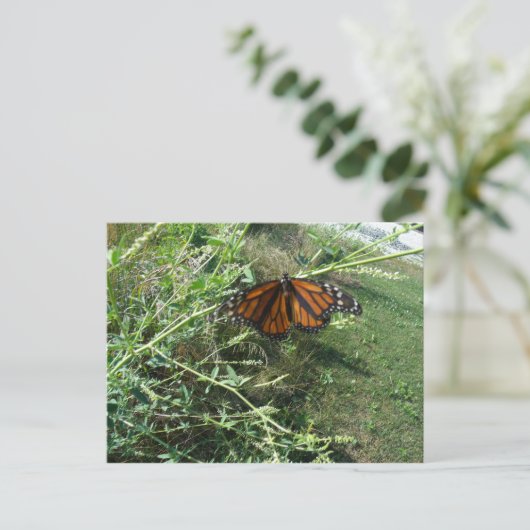 Carte Postale Papillon (Debout devant)