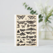 Carte Postale papillon (Debout devant)