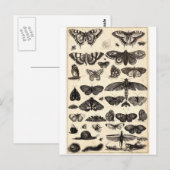 Carte Postale papillon (Devant / Derrière)