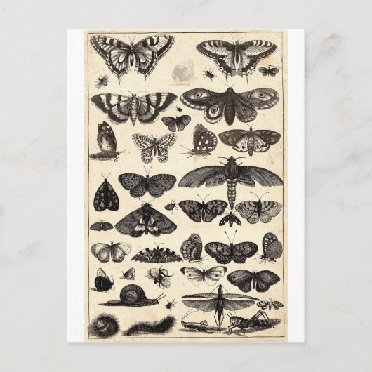Carte Postale papillon (Devant)