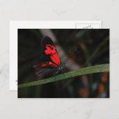 Carte postale papillon (Devant / Derrière)