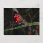 Carte postale papillon (Devant)