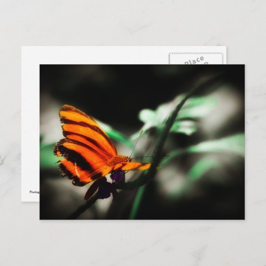 Carte Postale Papillon (Devant / Derrière)