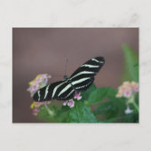 Carte Postale papillon (Devant)