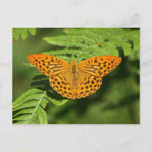 Carte Postale Papillon