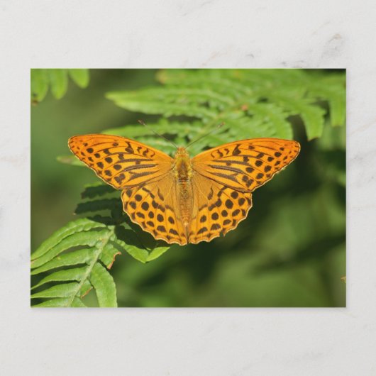 Carte Postale Papillon (Devant)