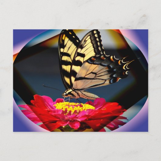 Carte postale Papillon (Devant)