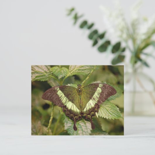 Carte postale papillon (Debout devant)