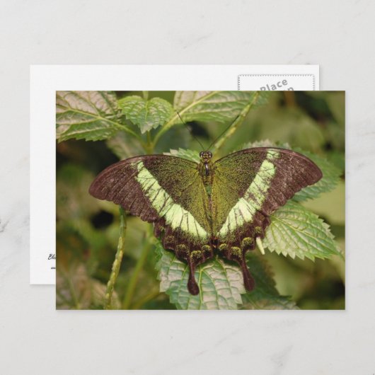 Carte postale papillon (Devant / Derrière)