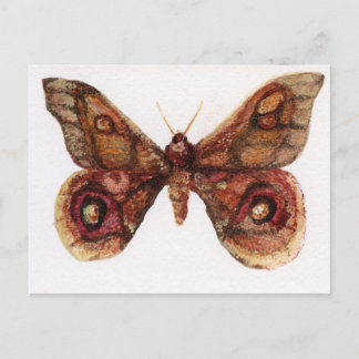 Carte Postale Papillon